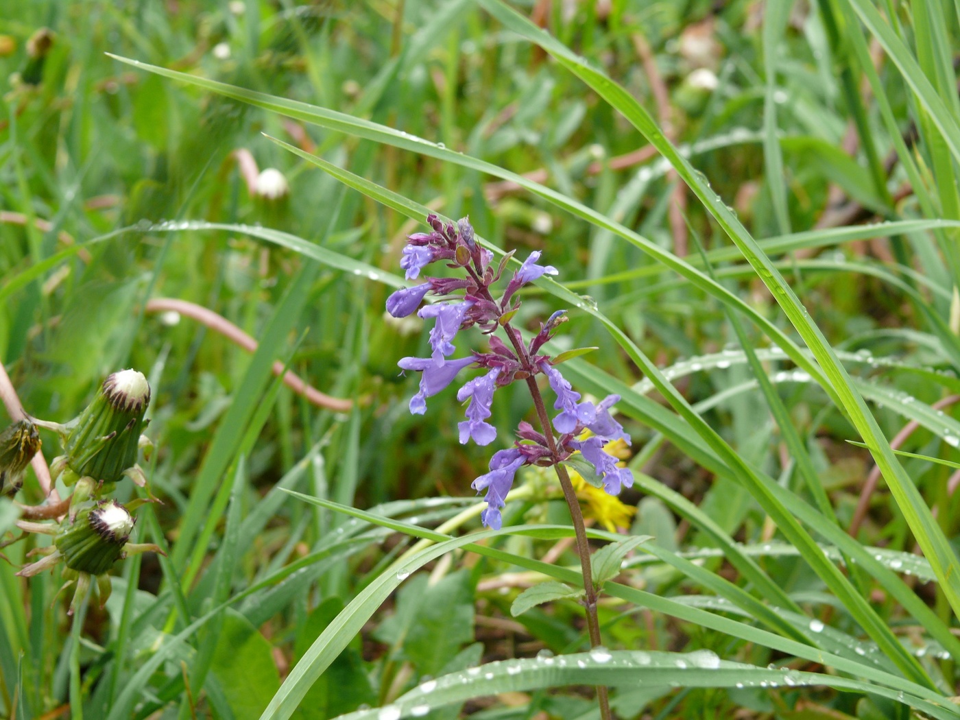 Blumen auf dem Felde