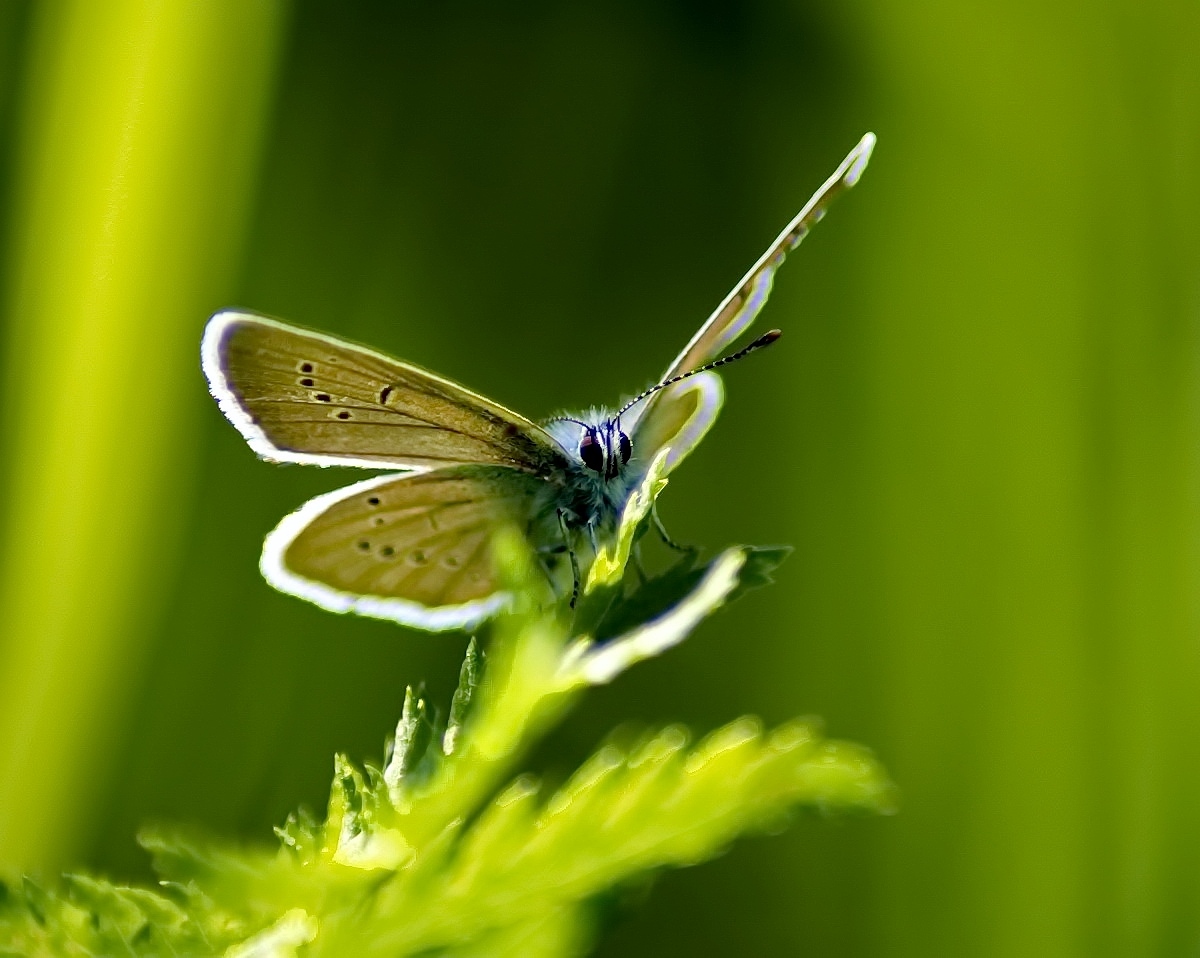 Kupfer-Schmetterling Schmetterling