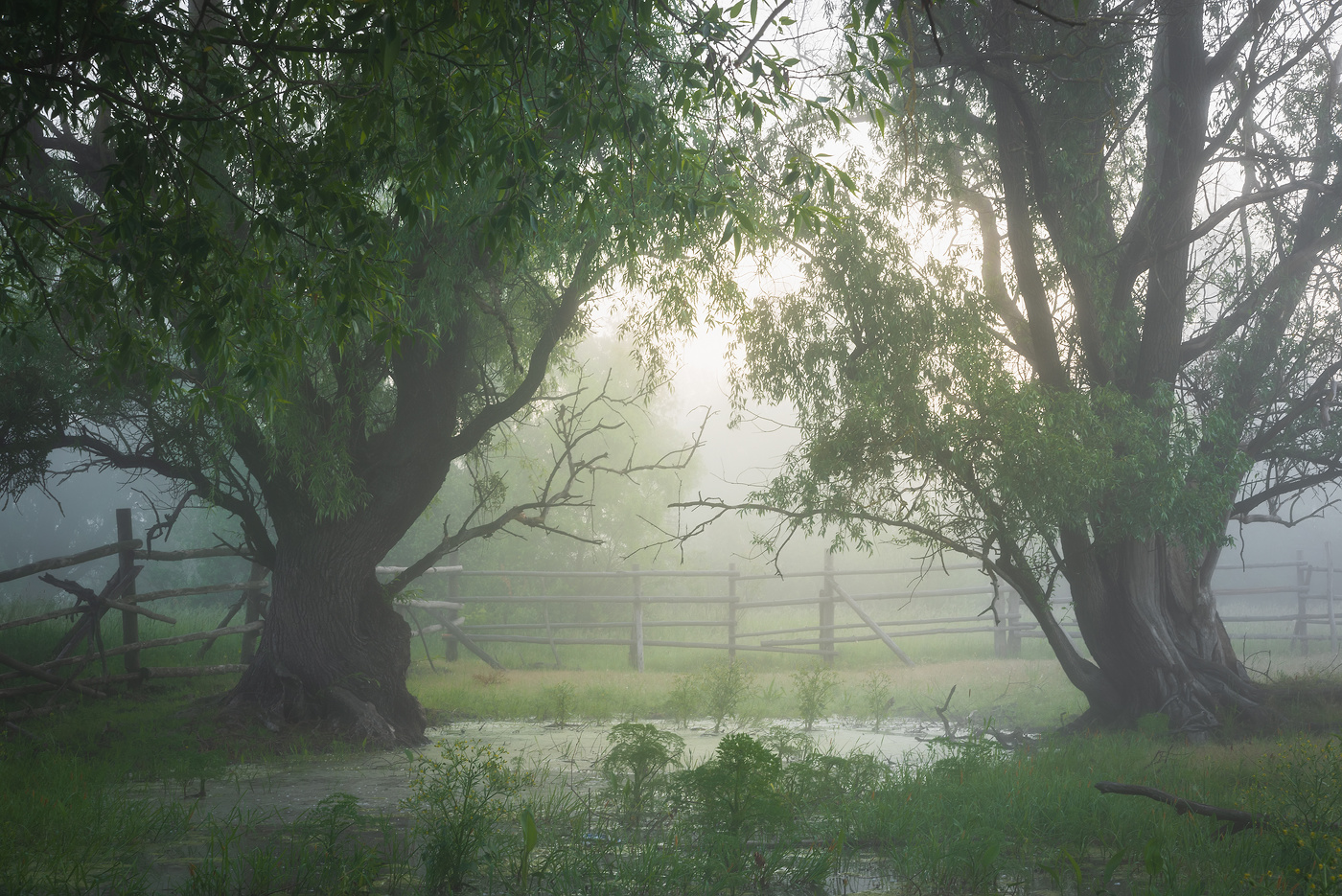 Im Nebel der Morgendämmerung