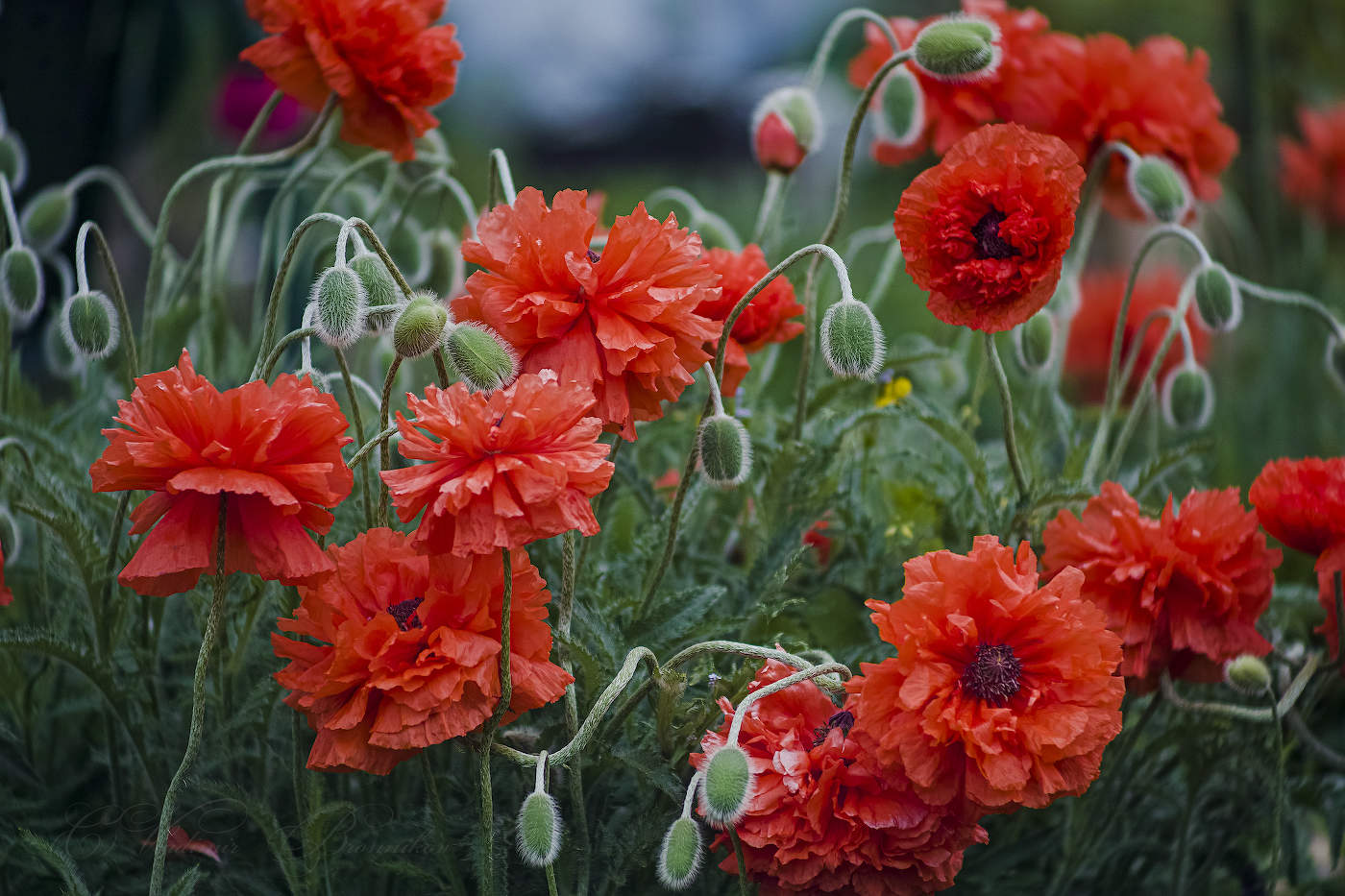 Mohn