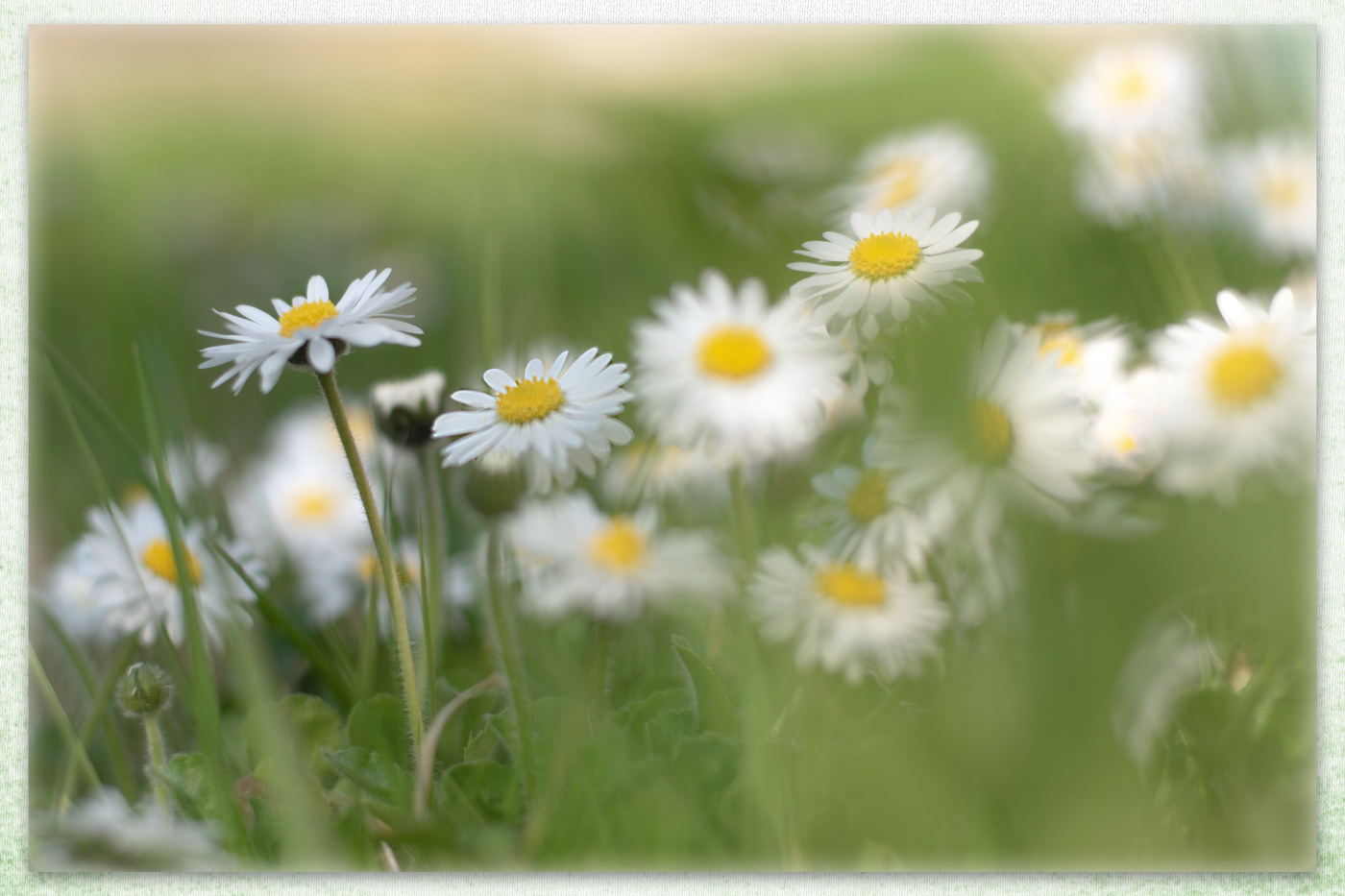 Der Traum von Biene Maya