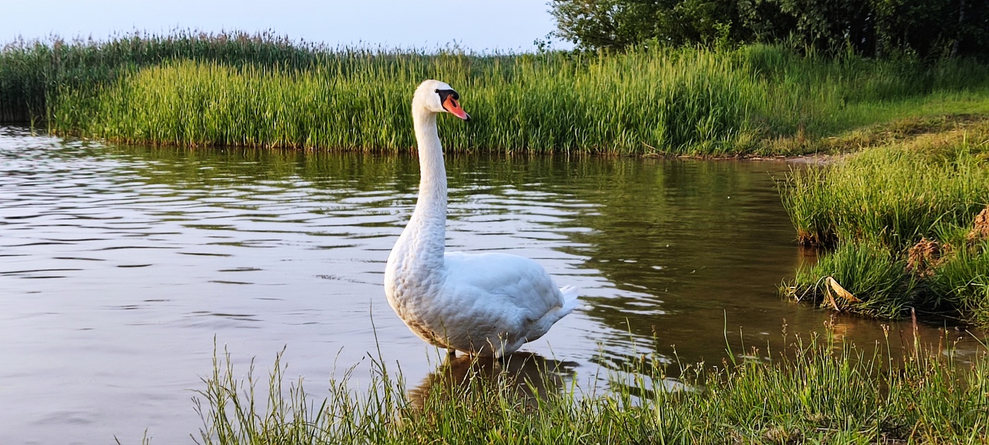 Schwan