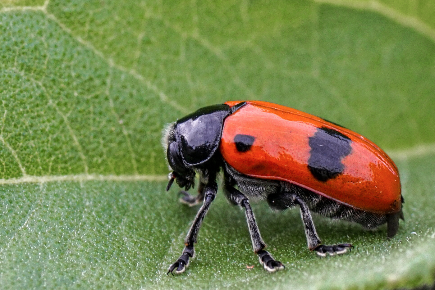 Ameisen-Blattkäfer (Clytra laeviuscula)