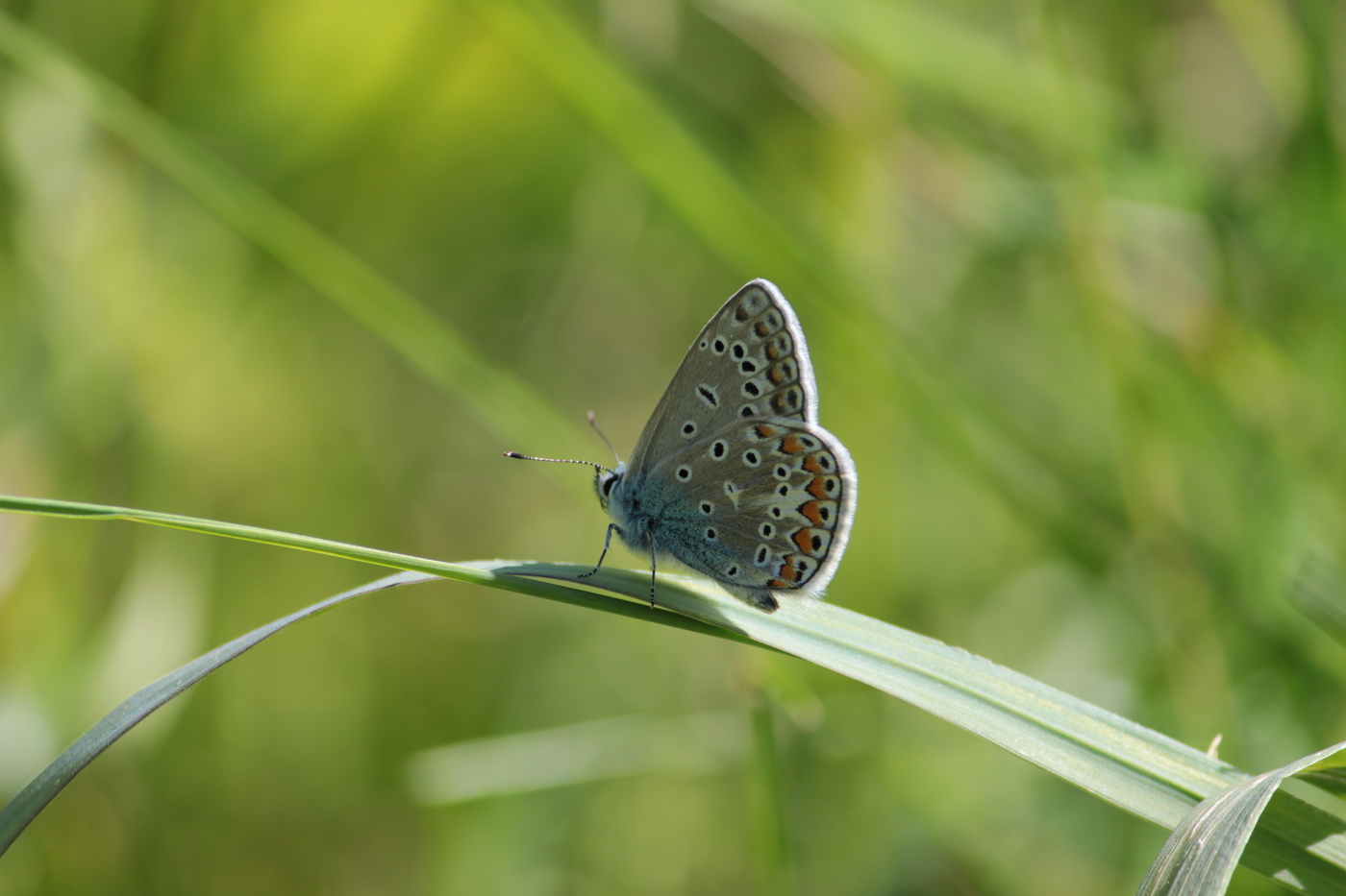 Kupfer-Schmetterling