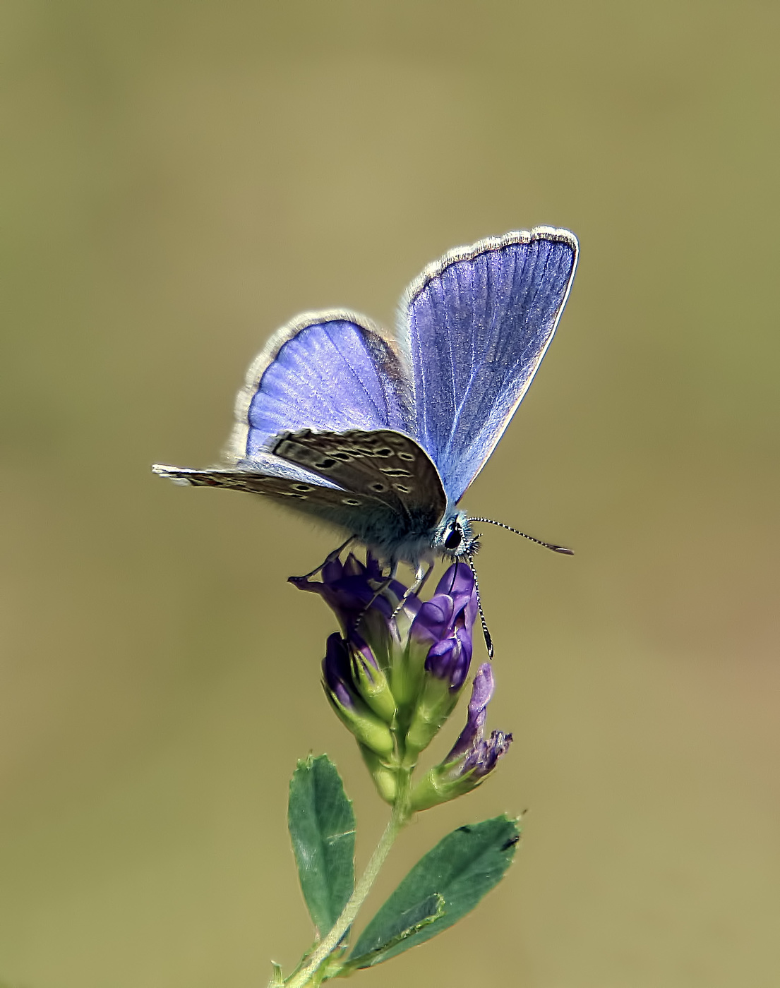 Kupfer-Schmetterling
