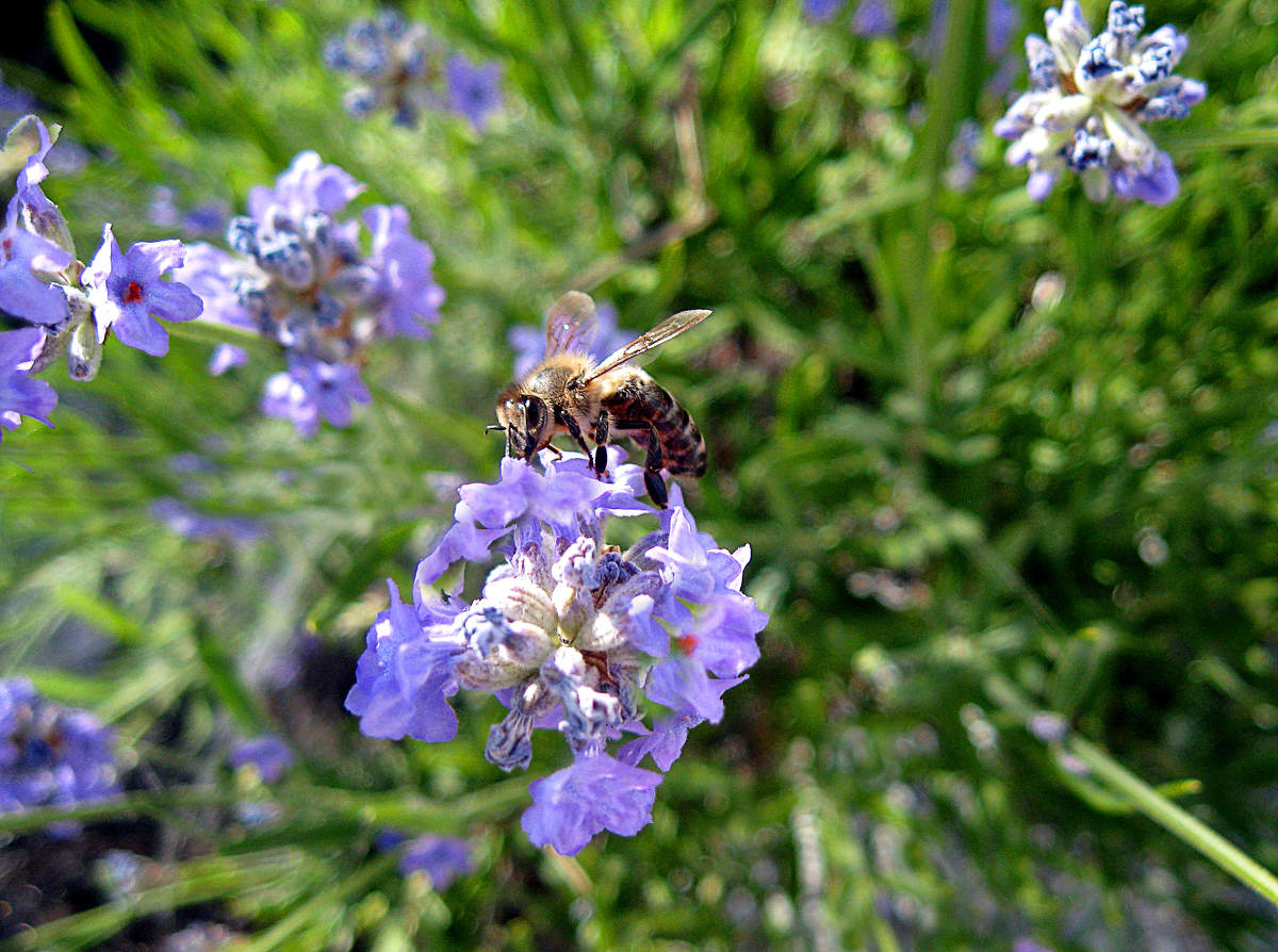 Lavendel