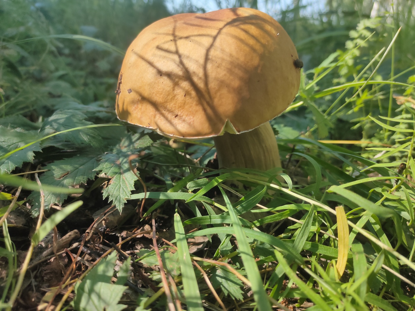 Pilz