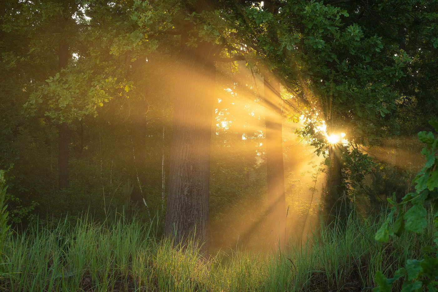 Morgen in den Eichenhain