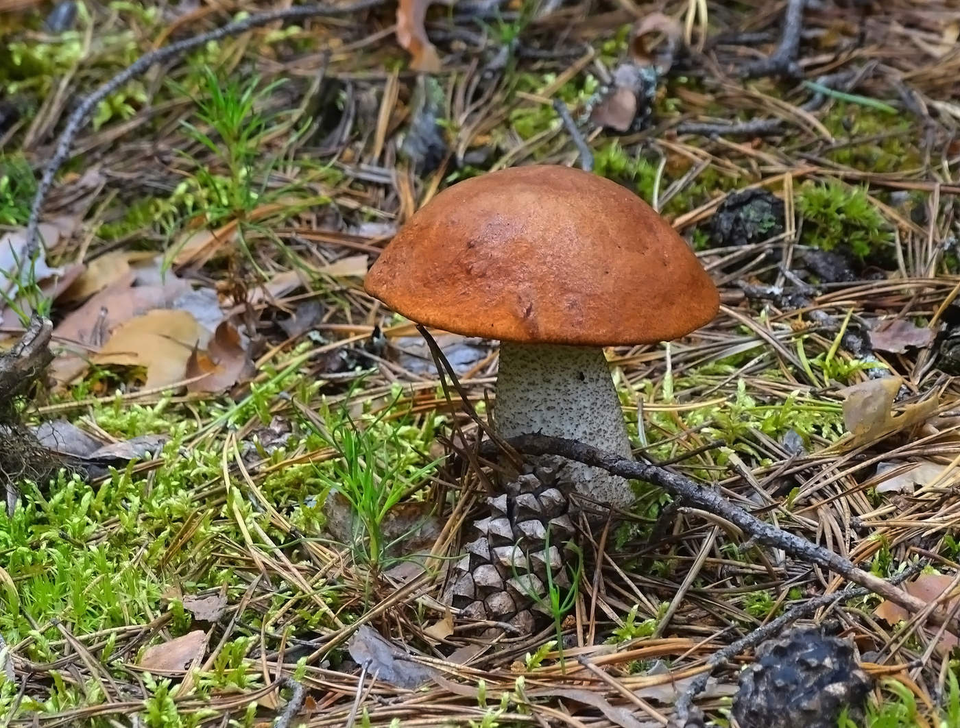Orange-Schutzkappe Boletus