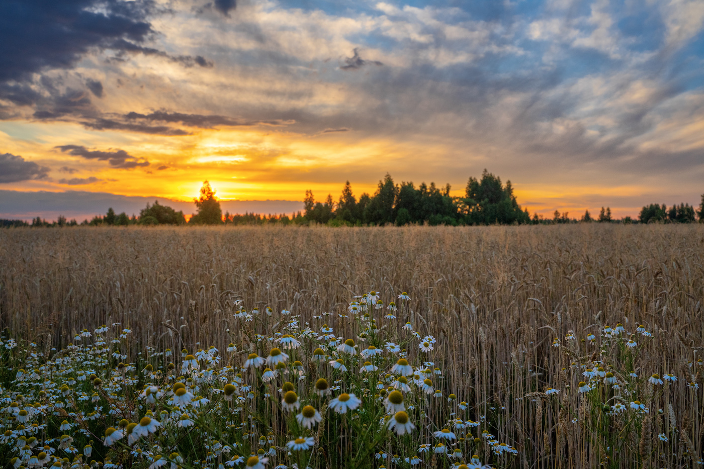 Einheimische Freiflächen