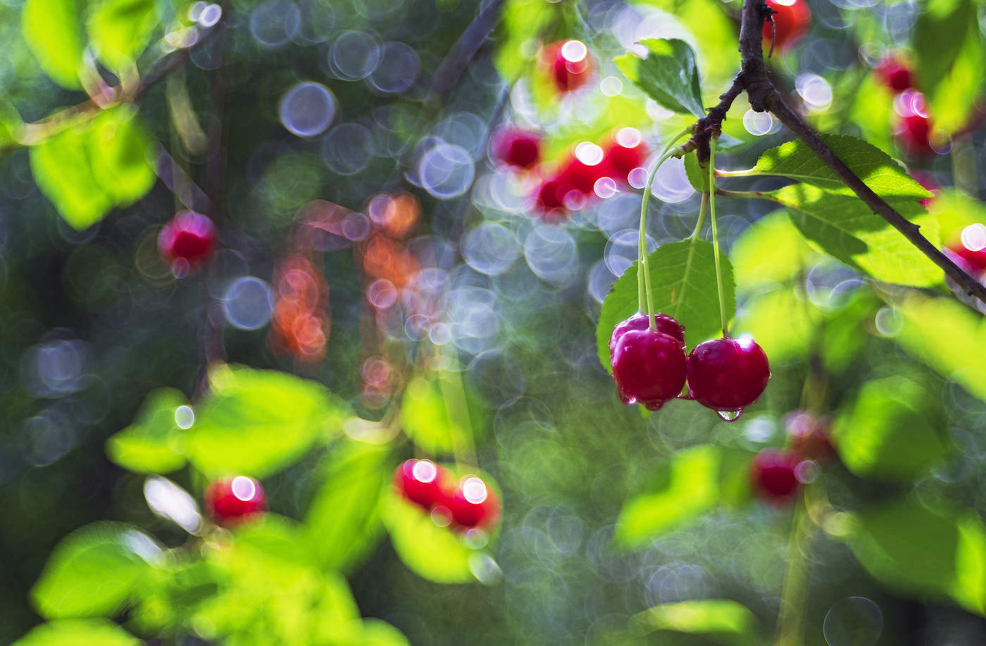 Nach einer Nacht der regen