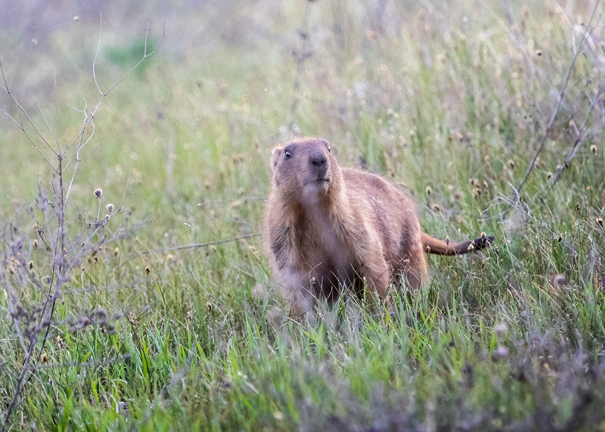 Ein Th machst du denn hier?