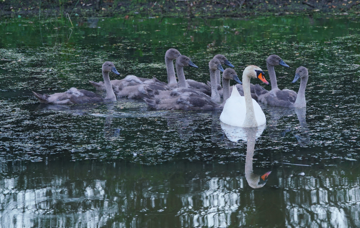 Swans