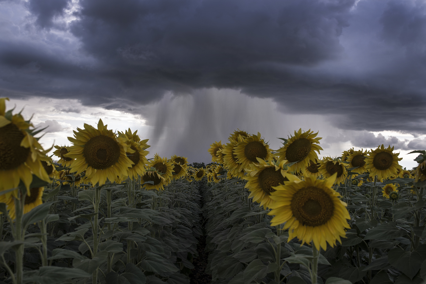Angleichung der regen