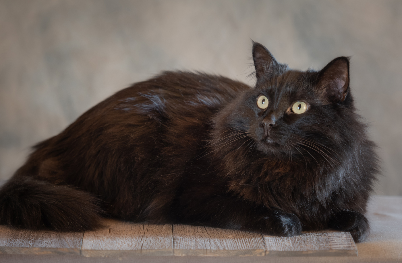 Portrait einer Katze