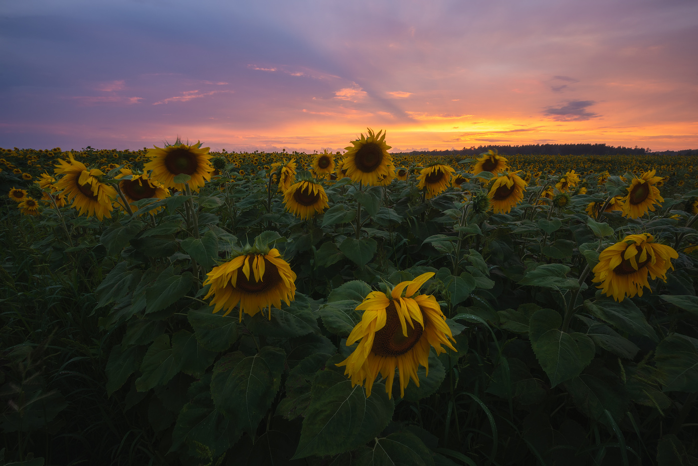 Abend auf dem Gebiet