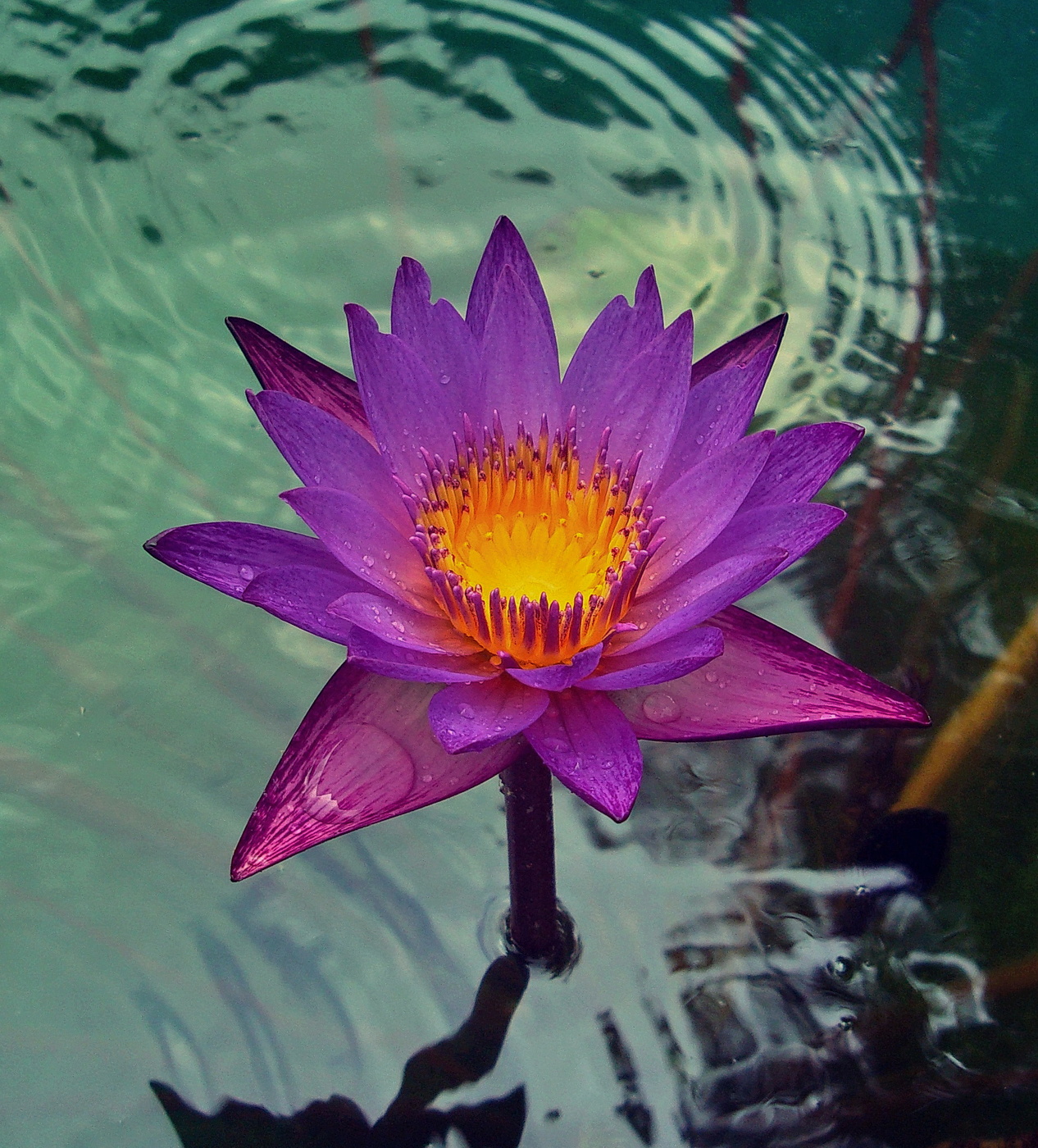 Lotus