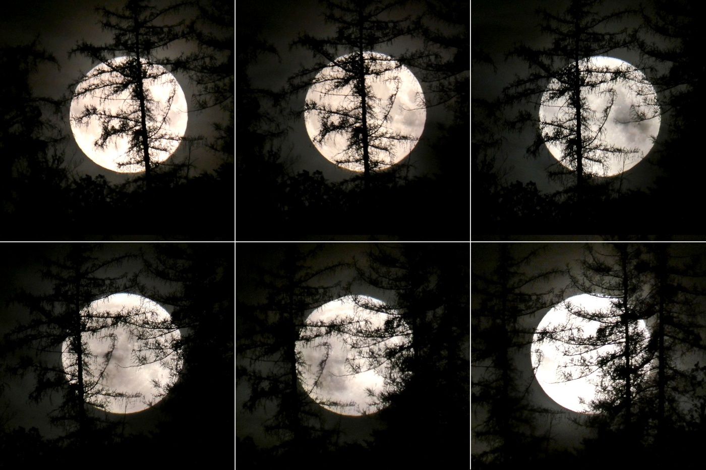 Der Mond hinter den Bäumen