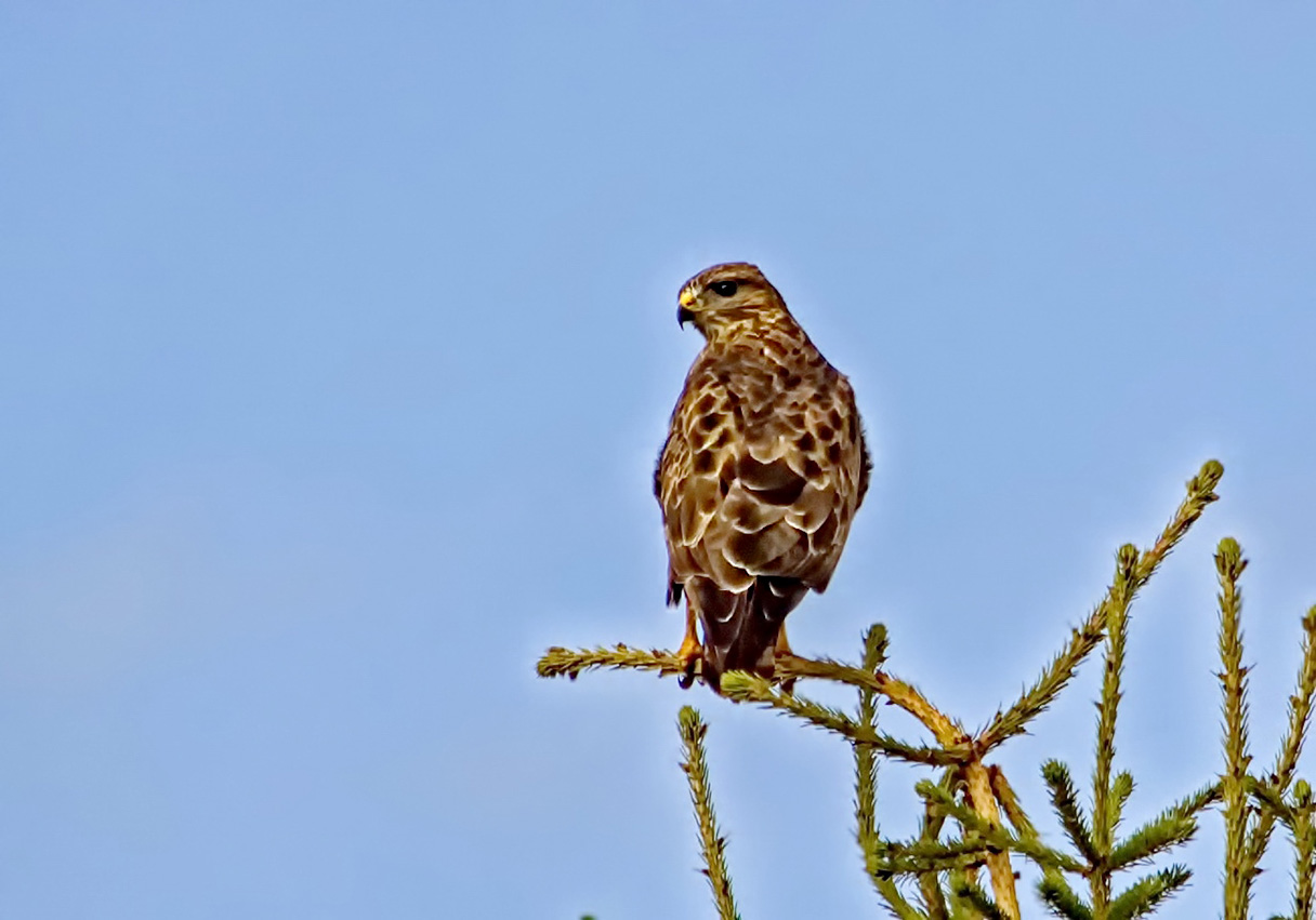 Bussard