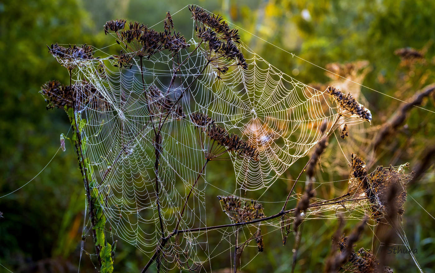 Web.