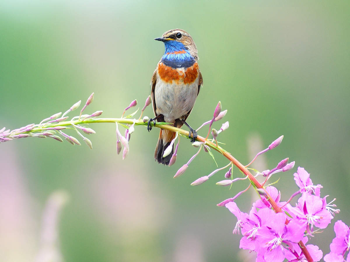 Auf einer Sommerwiese
