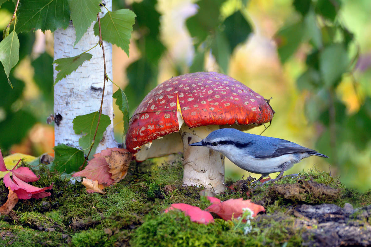 in den herbstlichen Wald