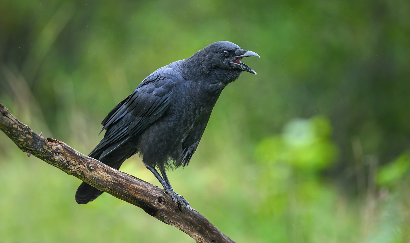 Common raven
