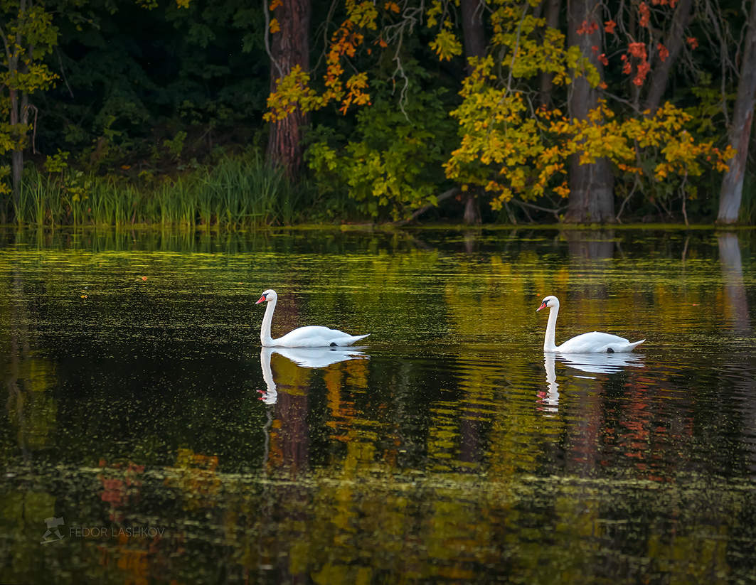 Swans