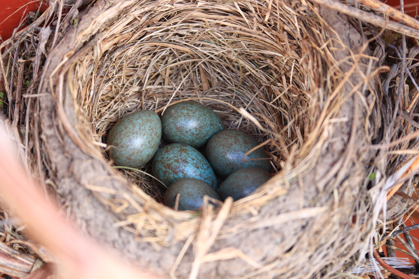 Nest