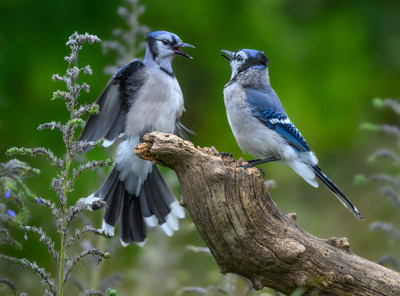 Blue Jay