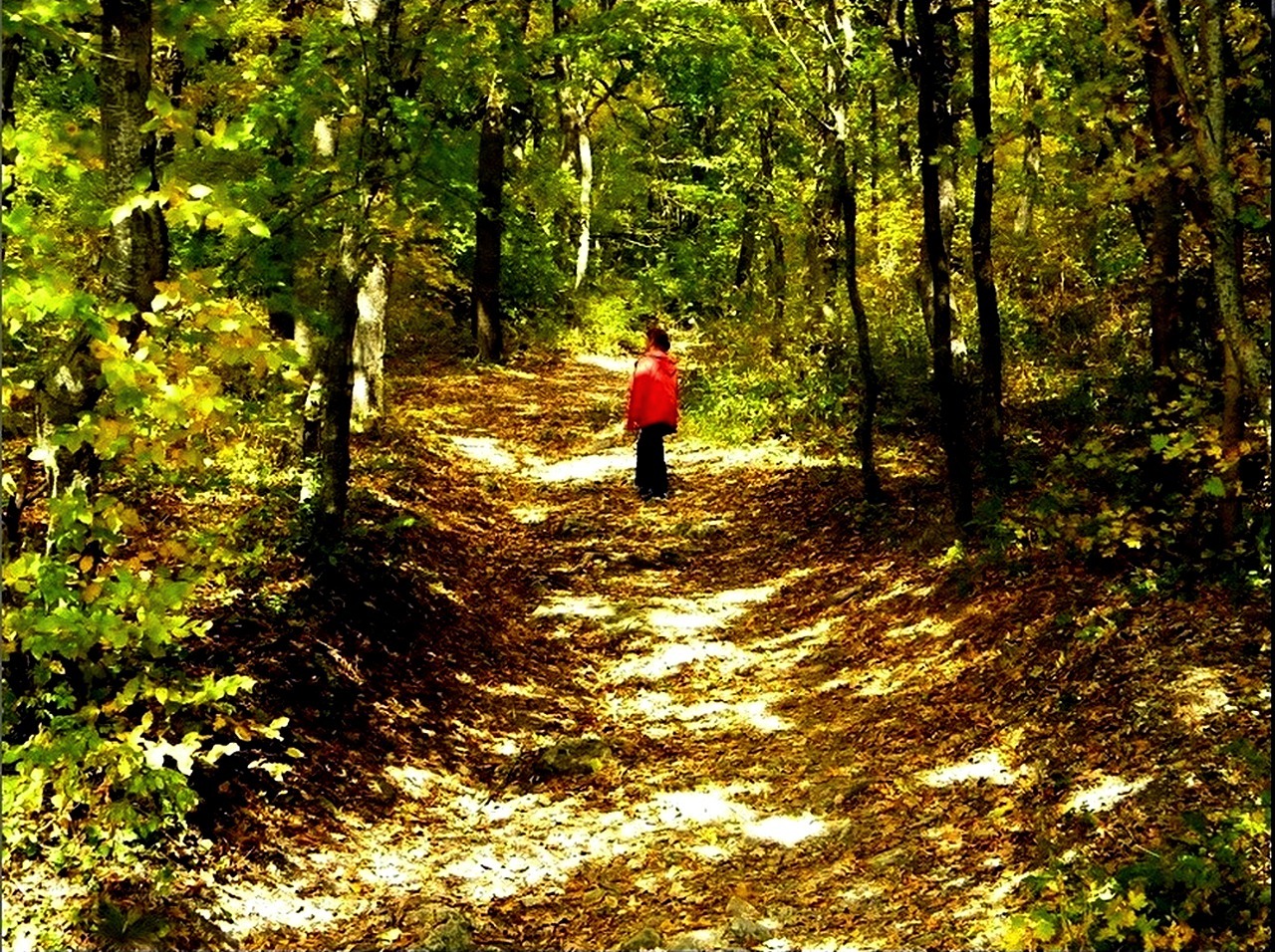 in den herbstlichen Wald