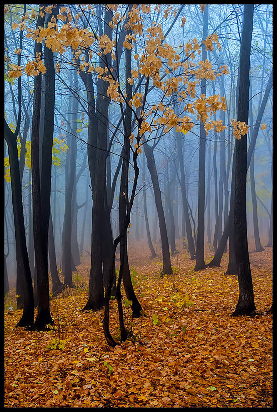 in den herbstlichen Wald