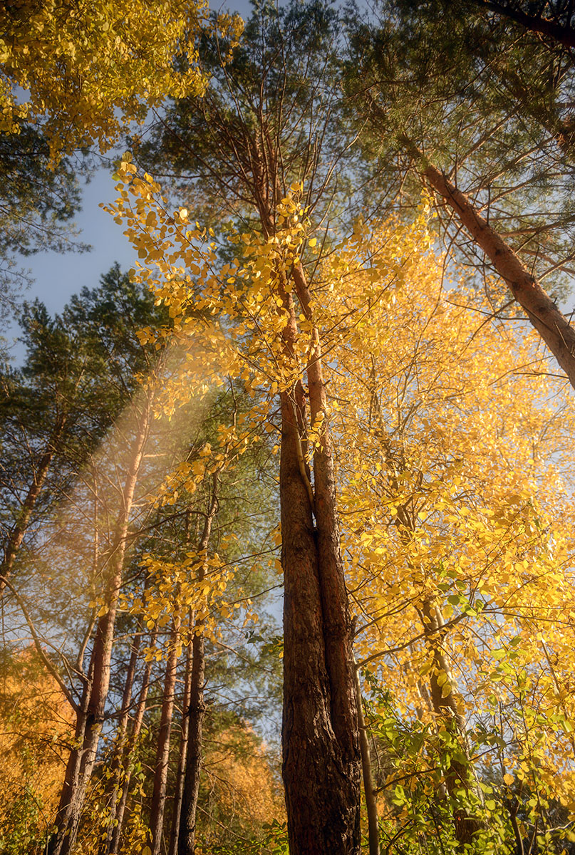 Goldene Sonnenstrahl