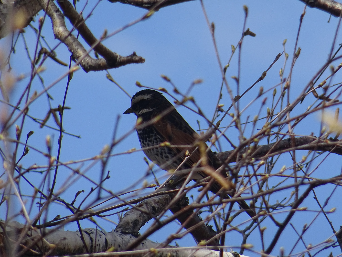 Schlaf an einem Sommertag
