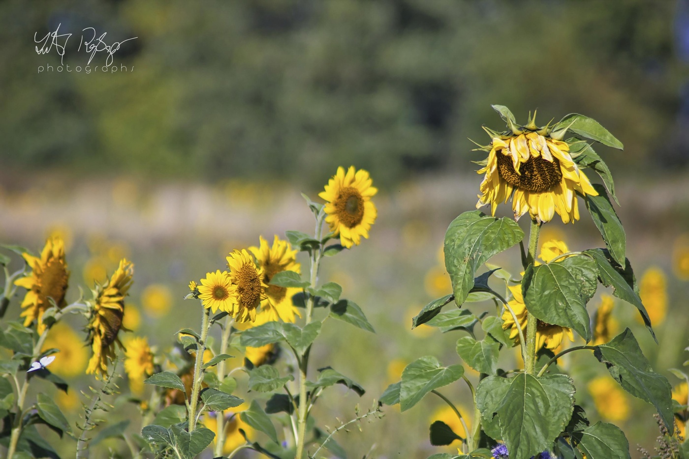 Die letzten schönen Tage...