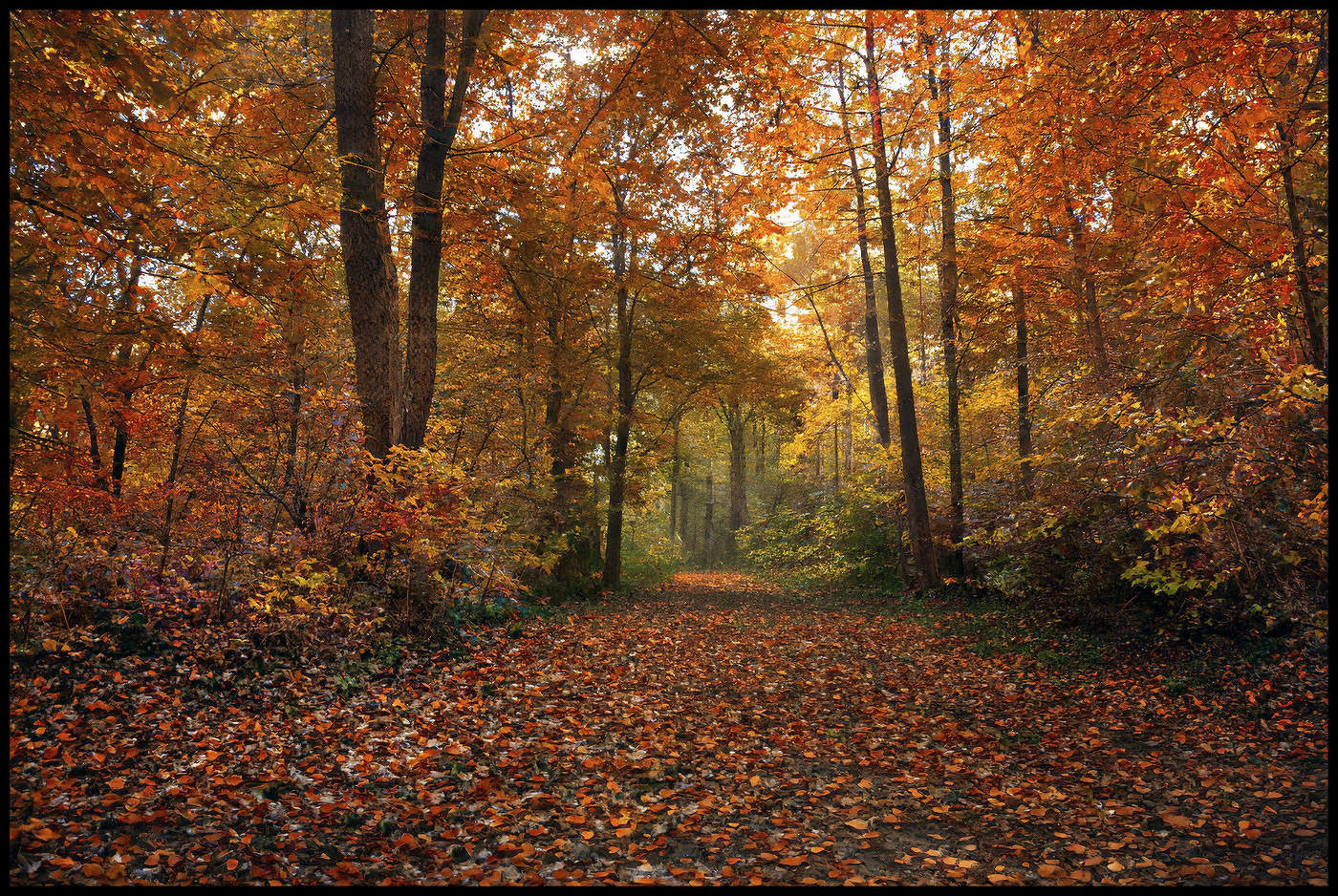 in den herbstlichen Wald