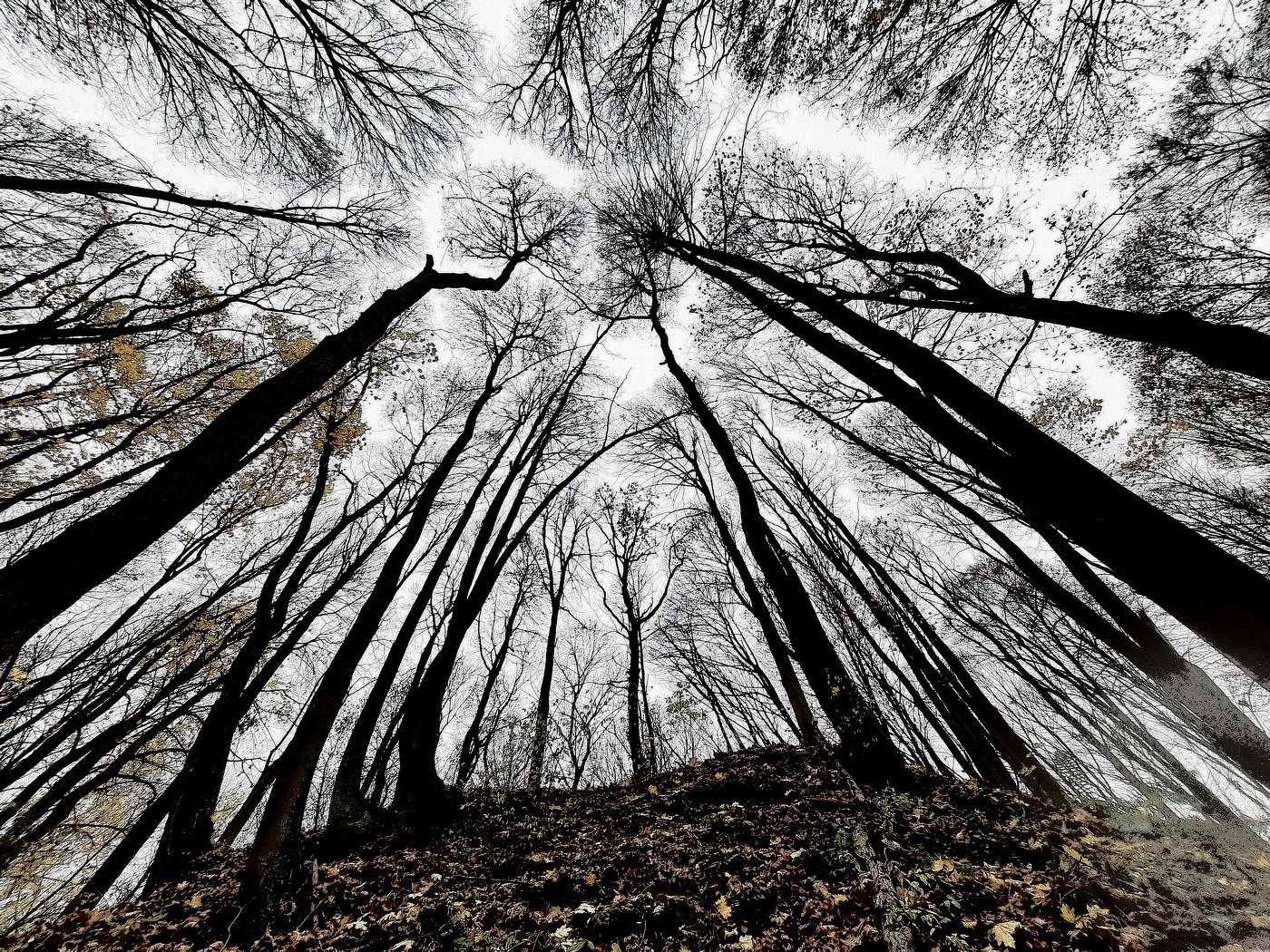 in den herbstlichen Wald