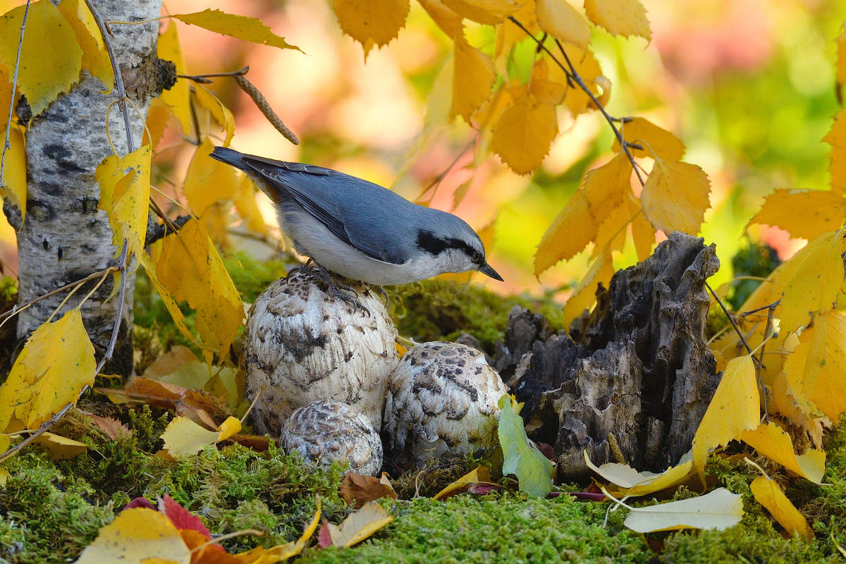 in den herbstlichen Wald