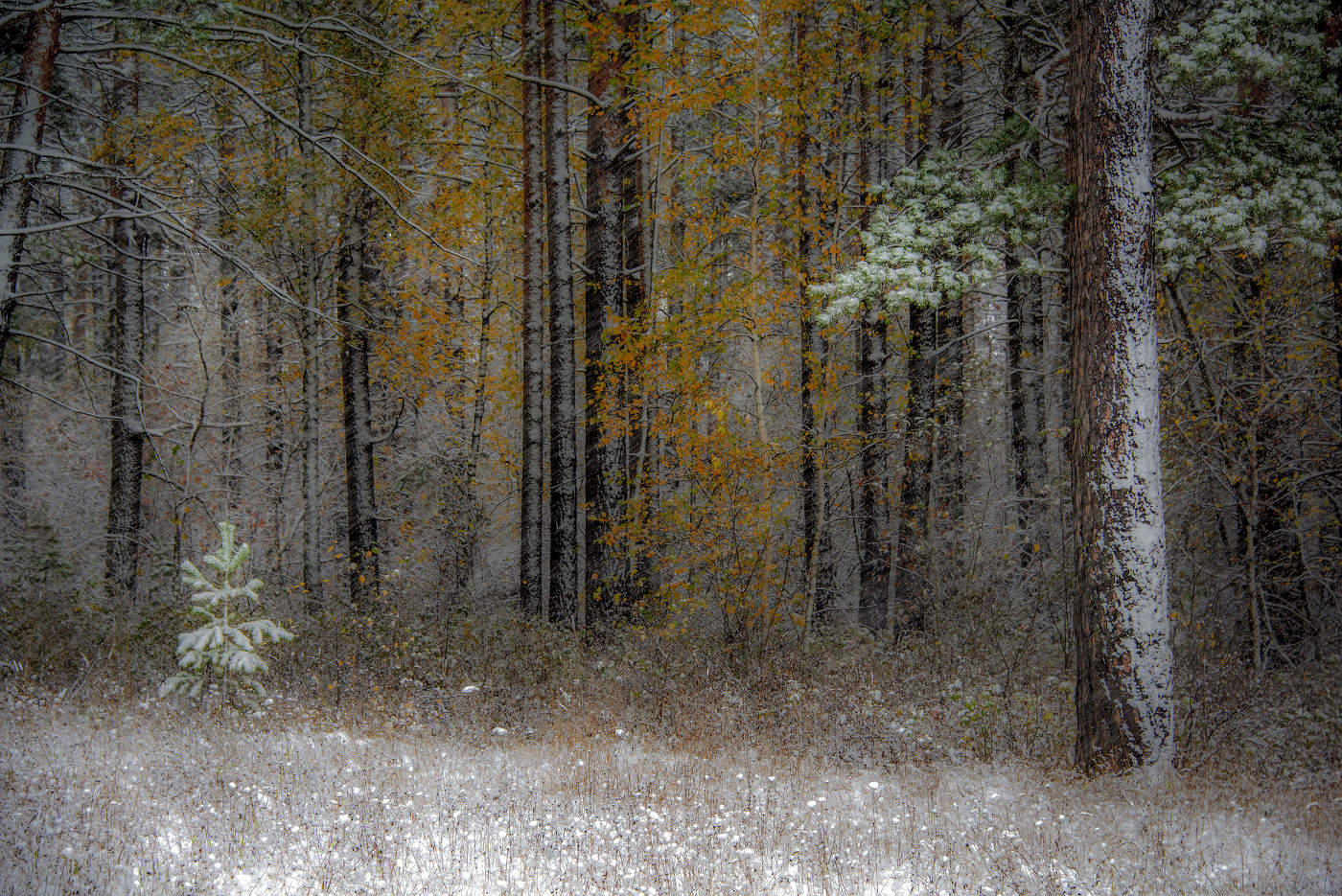 Der Wald Raised a Christmas Tree