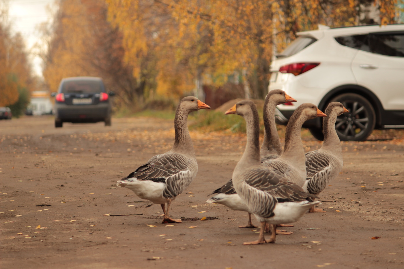 Geese
