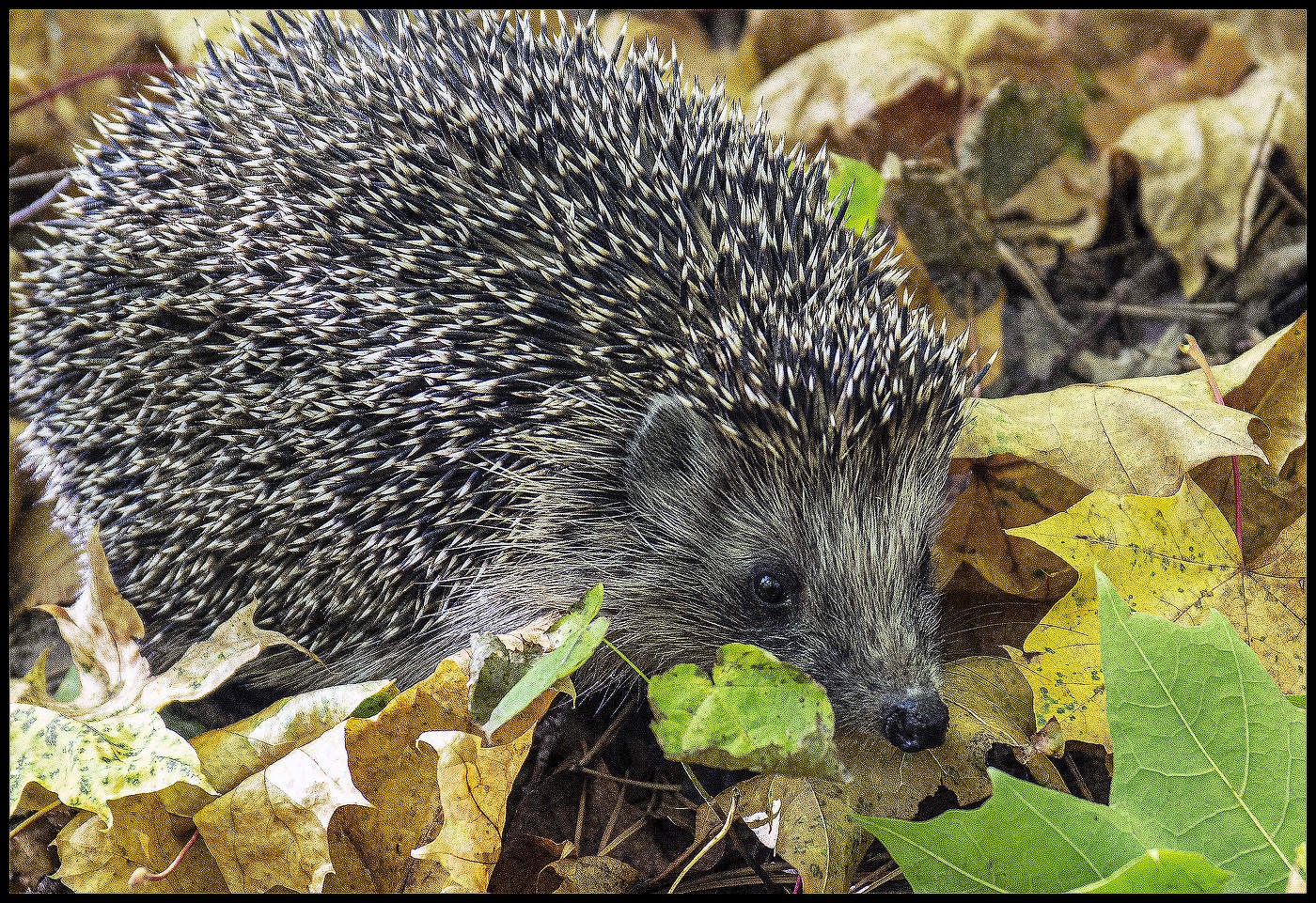 Igel
