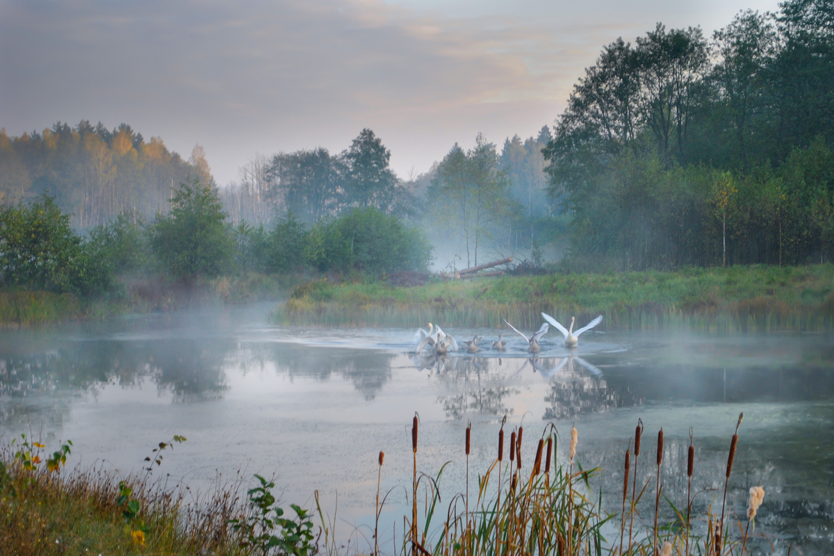 Morgen in den Urwald von Bialowieza