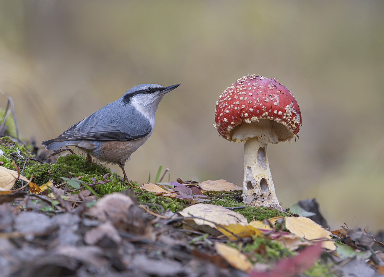 in den herbstlichen Wald