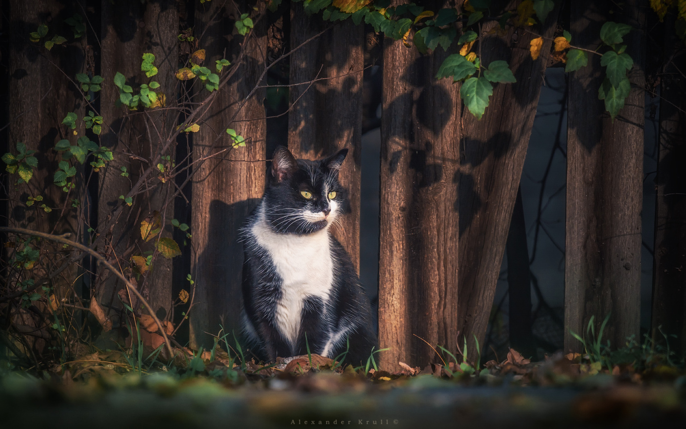 Klassiker des Genres