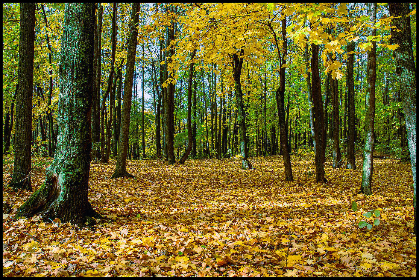 in den herbstlichen Wald