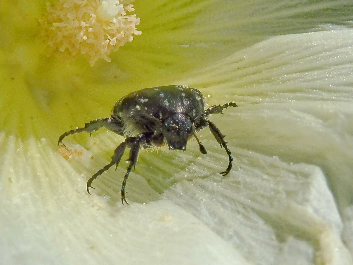 Im Inneren der Blüte