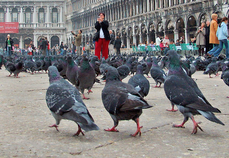 Pigeons