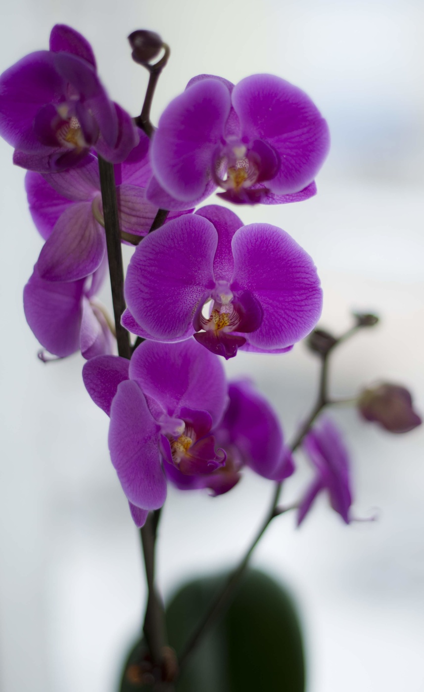 Orchid