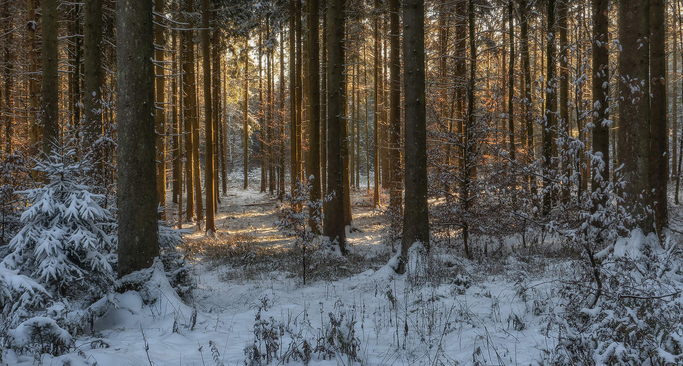 Die Sonne im Winterwald