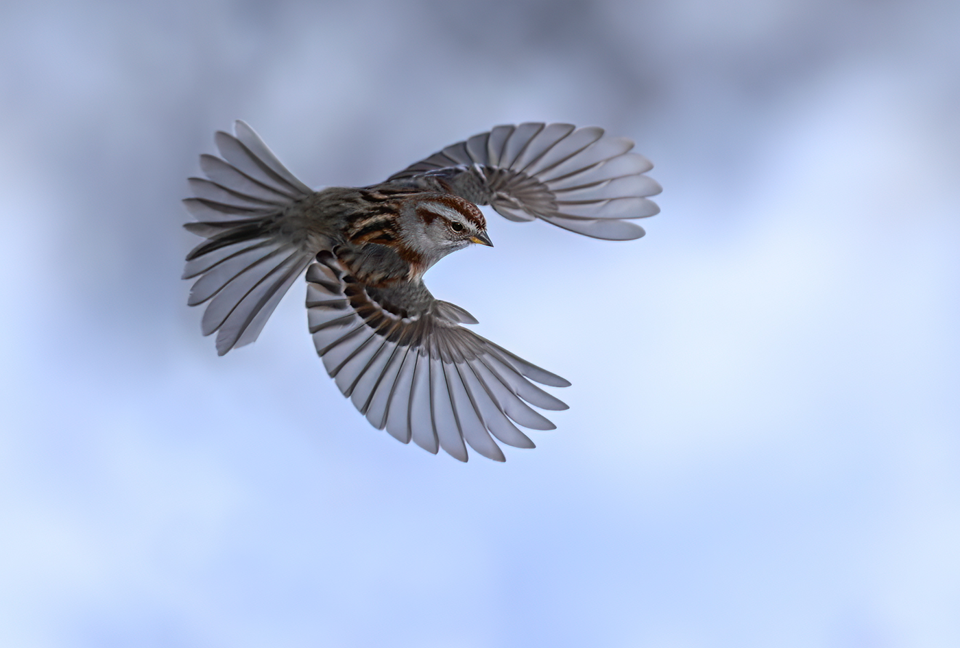 American Tree Sparrow